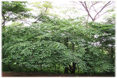 Oncoba spinosa